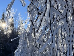 Su&scaron;enč&iacute; bobovačka